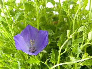 Image showing bluebells - macro of Campanula carpatica