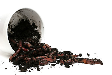 Image showing earth worms - the great escape