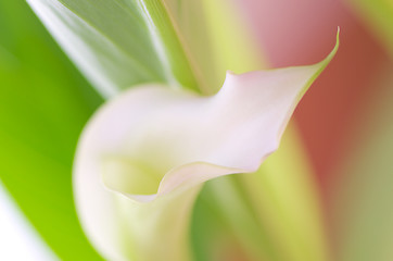 Image showing Pink Calla Lilly