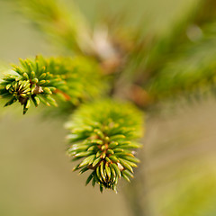 Image showing Pine Tree Branchlets