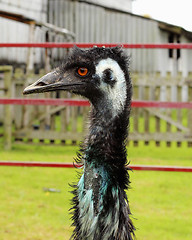 Image showing Emu farm paddock 