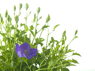 Image showing bluebells - macro of Campanula carpatica