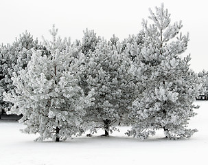 Image showing Snow-covered pines