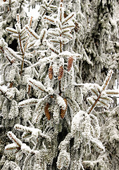 Image showing Snow covered firs branch 