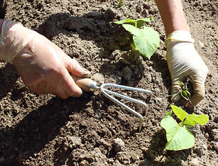 Image showing Weeding the garden 