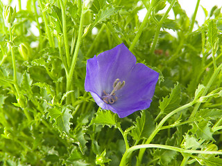 Image showing bluebells - macro of Campanula carpatica