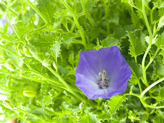 Image showing bluebells - macro of Campanula carpatica