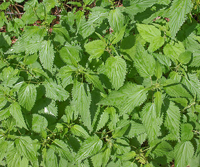 Image showing Stinging nettle