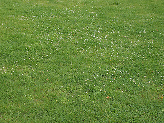 Image showing Meadow grass