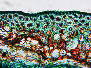 Image showing Pine Wood micrograph