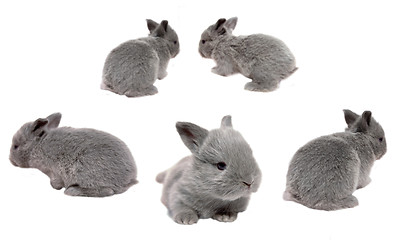 Image showing Baby Bunnies