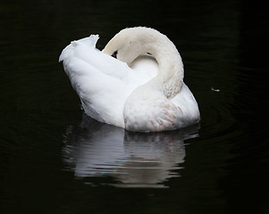 Image showing Swan