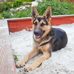 Image showing German Shepherd