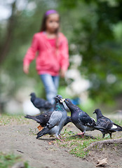 Image showing Pigeons feeding