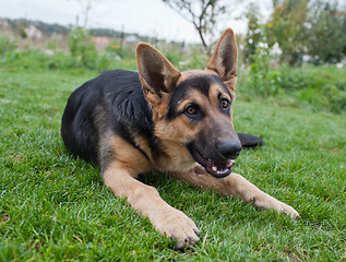 Image showing German Shepherd