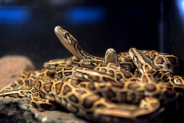 Image showing Large pack of young snakes