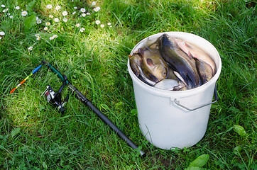 Image showing big white bucket many fish and rod lying in grass  