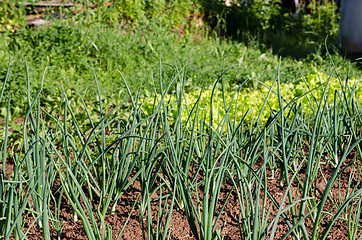 Image showing fresh green onion in summer vegetable garden  