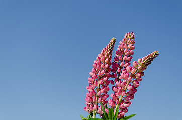 Image showing branches of young lupine on blue sky backround 