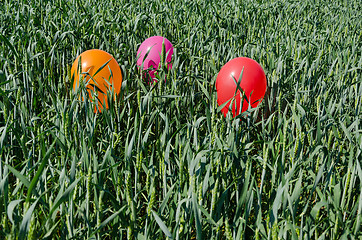 Image showing close up of little balloons on high grass 