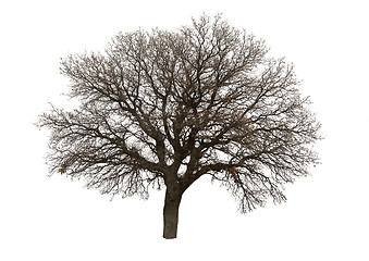 Image showing Bare tree isolated over white