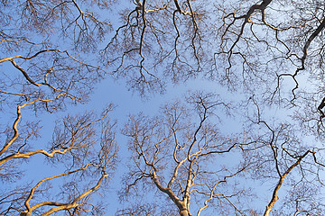 Image showing Spring trees