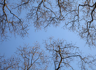 Image showing Spring trees