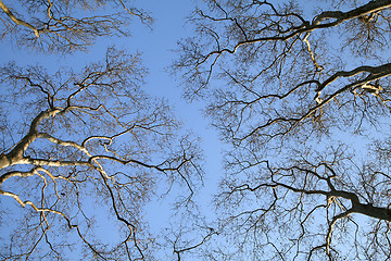 Image showing Spring trees