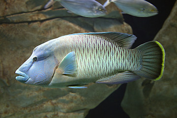 Image showing Exotic fish