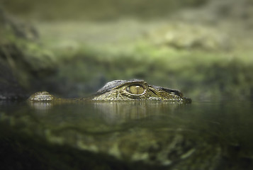 Image showing Cayman in the water