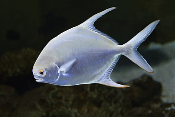 Image showing Exotic fish