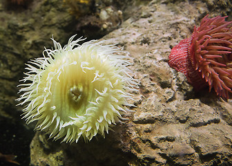 Image showing Sea anemone