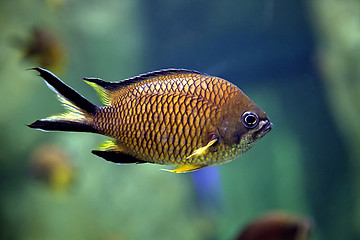 Image showing Exotic fish