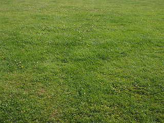 Image showing Meadow grass