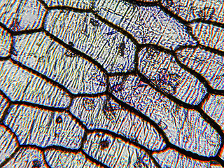 Image showing Onion epidermus micrograph