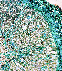 Image showing Pine Wood micrograph