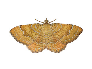 Image showing Moth butterfly