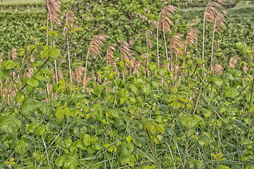 Image showing Green weeds and giant canes  in Italy