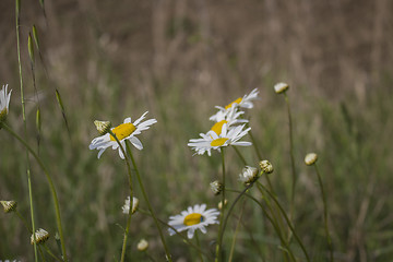 Image showing Daisies macro: bellis perennis