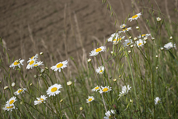 Image showing Daisies macro: bellis perennis