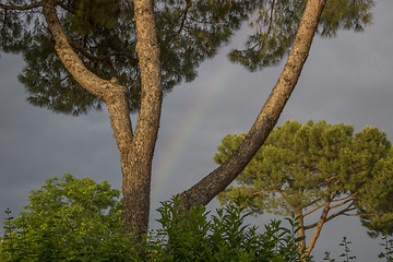 Image showing Rainbow between branches of pine tree