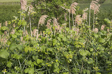 Image showing Green weeds and giant canes  in Italy