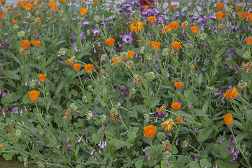 Image showing Green weeds and orange flowers background