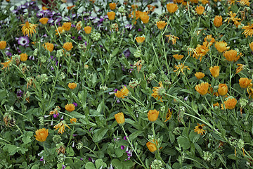 Image showing Green weeds and orange flowers background