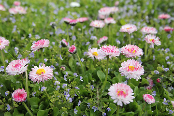 Image showing Pink little flowers - daisy