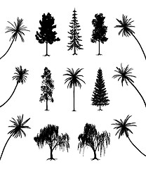 Image showing Trees with roots and palms