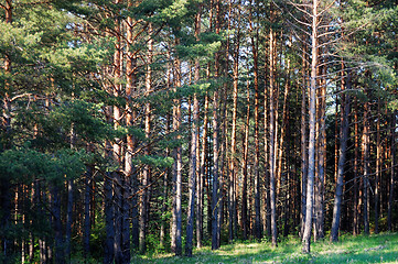 Image showing Forest