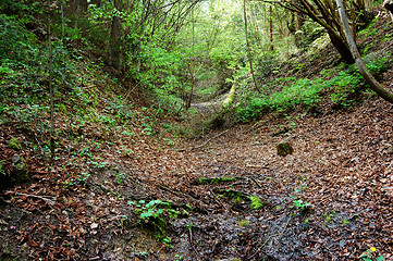 Image showing Forest