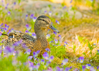 Image showing Female mallard