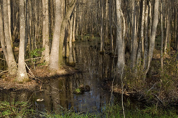 Image showing South Carolina Swamp